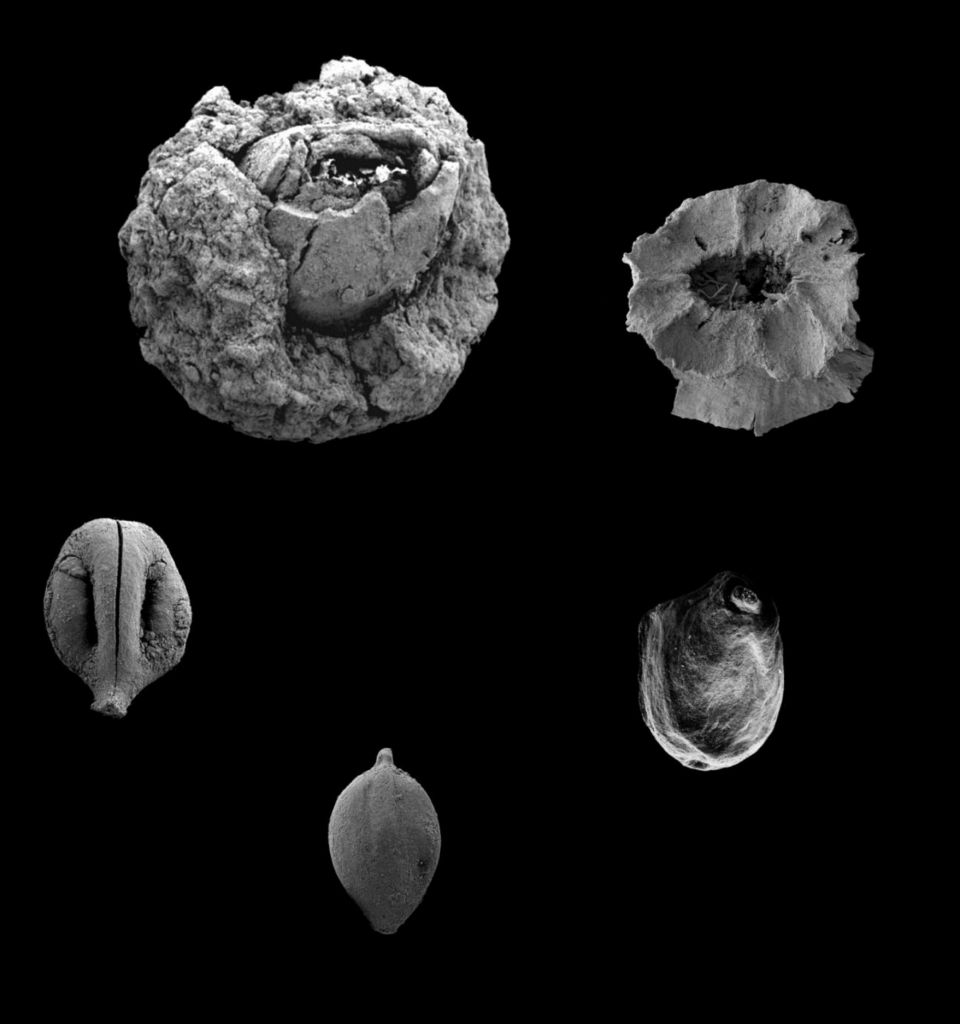 Collection of 780,000 year old remains of edible plants. (Credit: Yoel Melamed)