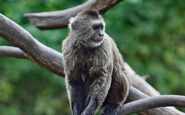 Conner, a wedge-capped Capuchin monkey that escaped from Ramat Gan Safari, January 16, 2017. (Tibor Jager/Ramat Gan Safari)