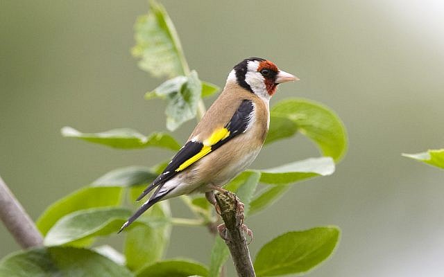 A goldfinch (CC BY Tony Smith/Flickr)