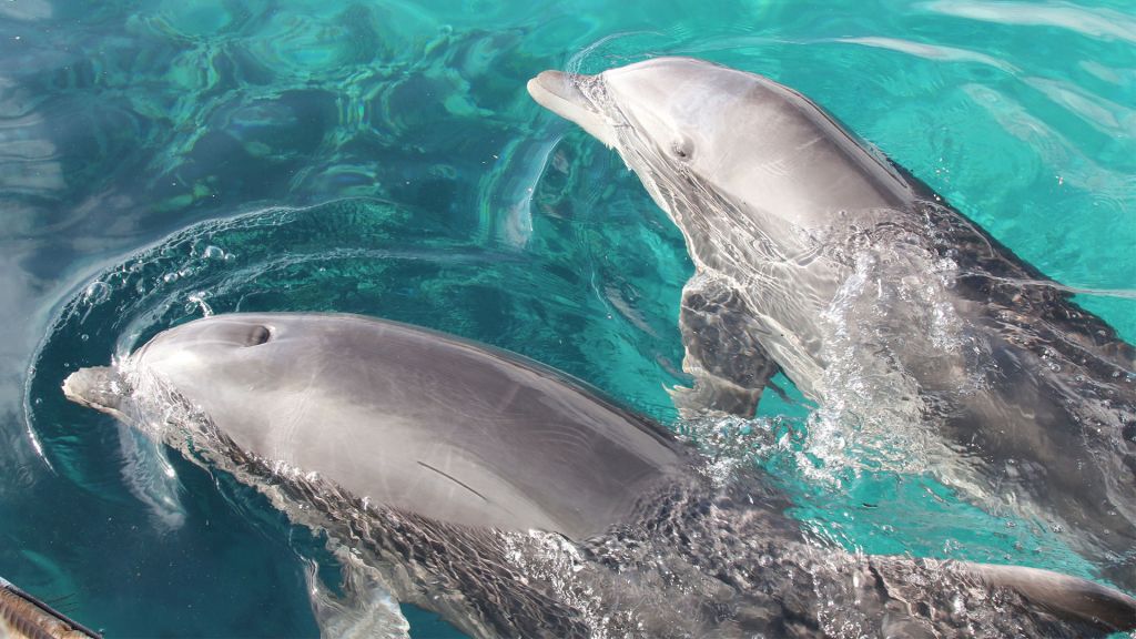 Two dolphins at the Dolphin Reef in Eilat. (Shmuel Bar-Am)