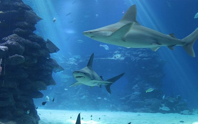 The shark pool in Eilat's Underwater Observatory also includes walruses, stingrays and other creatures. (Shmuel Bar-Am)
