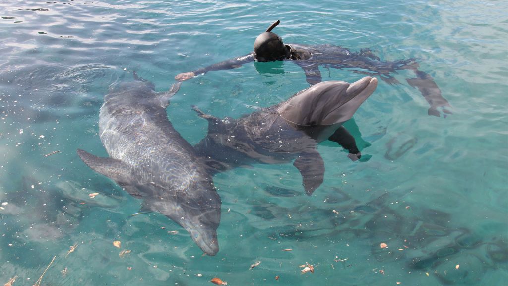A handler swims with dolphins at the Dolphin Reef in Eilat. (Shmuel Bar-Am)