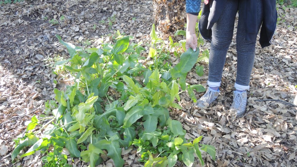 Luf, a type of lily, seen here on a foraging tour in South Tel Aviv on February 2, 2017, can be poisonous if not cooked long enough at high temperatures. (Melanie Lidman/Times of Israel)