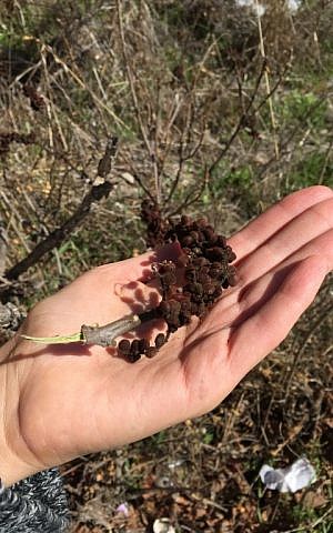A handful of fresh sumac berries, foraged in an abandoned lot (Jessica Steinberg/Times of Israel)