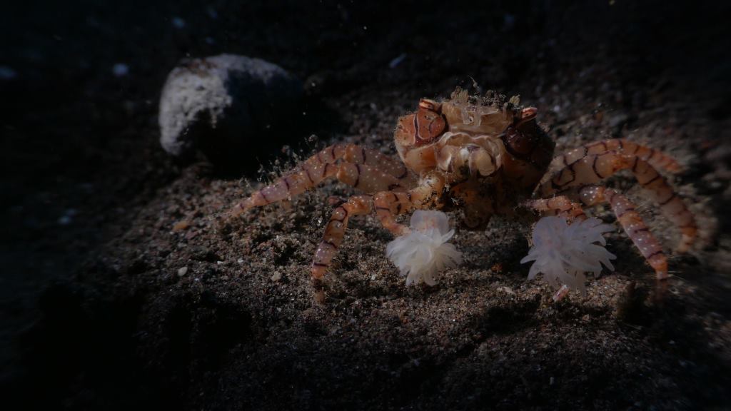A pom-pom crab from Indonesia (istock/Kunhui Chih) 