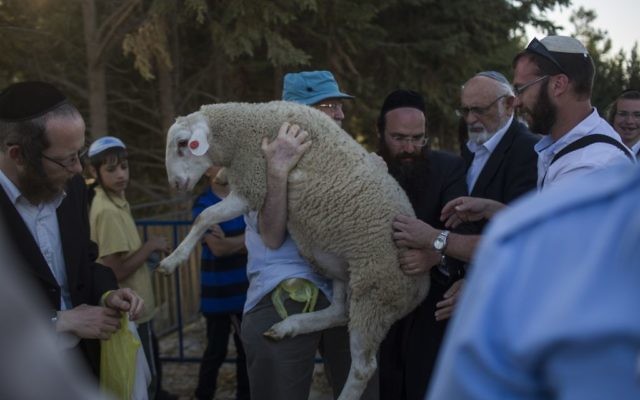 A sheep is carried for the Passover sacrifice 'practice' ceremony at Beit Orot in East Jerusalem, on April 18, 2016. (Hadas Parush/Flash90 )