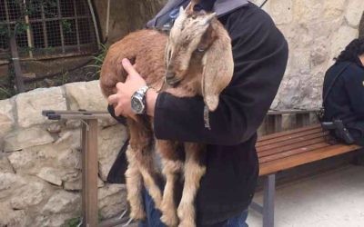 A goat rescued by police from a man who intended to slaughter it as a Biblical Passover sacrifice in the Old City of Jerusalem, April 10, 2017. (Police spokesperson)
