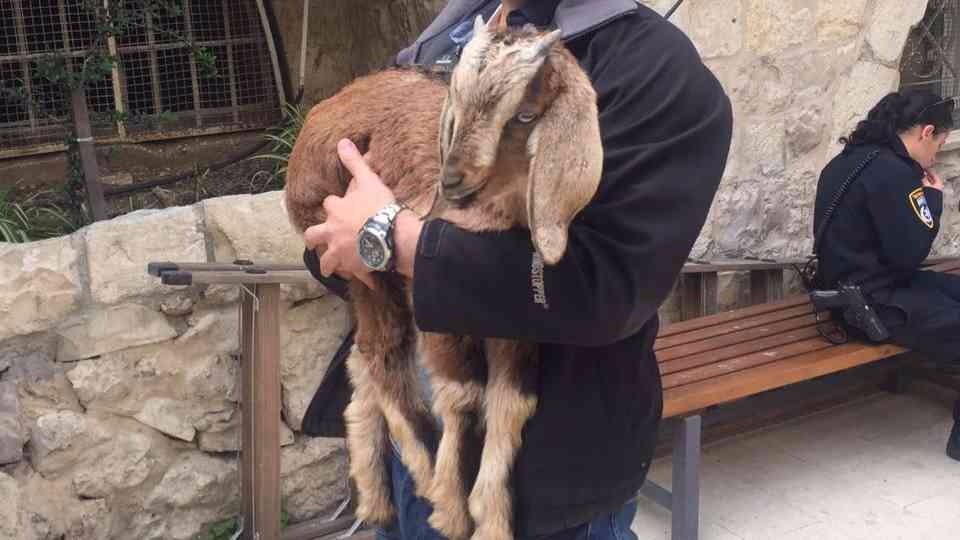 17 held for attempts to 'sacrifice' goats in Jerusalem | The Times of Israel