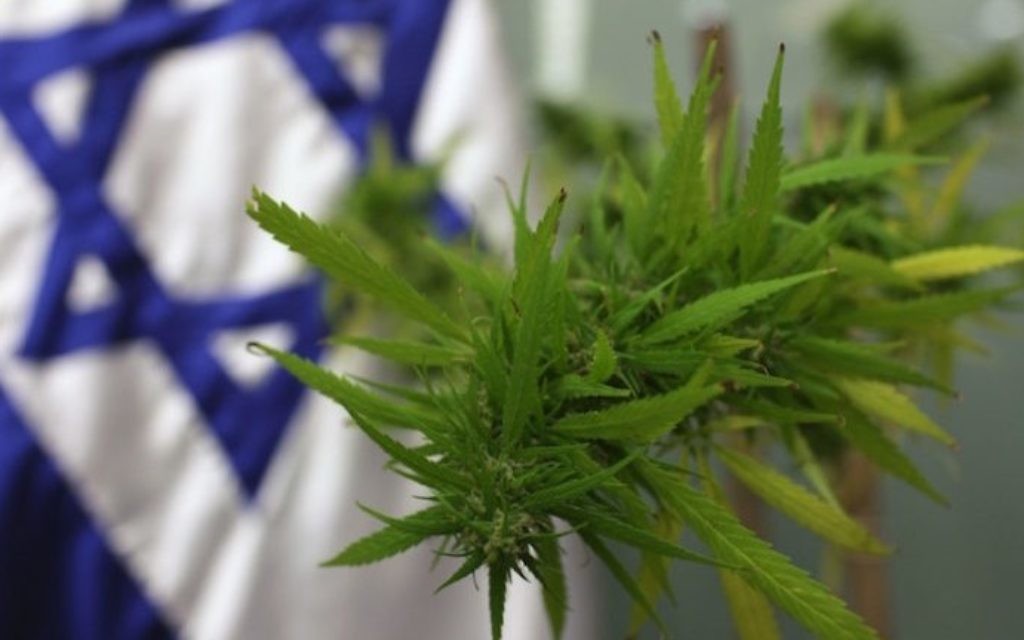A cannabis plant was brought to the Knesset in 2009 for the Labor Welfare and Health Committee, which was addressing the issue of medical marijuana. (Kobi Gideon/Flash 90)