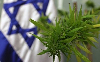 A cannabis plant at the Knesset in 2009 for a meeting on medical marijuana in the parliament's Labor, Welfare and Health Committee. (Kobi Gideon/Flash90)