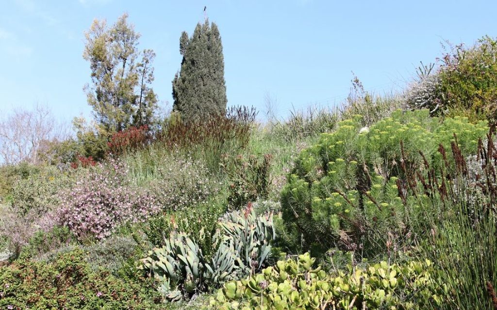 Plants native to southern Africa at Jerusalem's Botanical Gardens. (Shmuel Bar-Am)