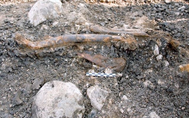 The lower limbs of a Neanderthal exposed at the open-air site of Ein Qashish, on the banks of the Kishon River in northern Israel. (Erella Hovers, courtesy, the Hebrew University of Jerusalem)
