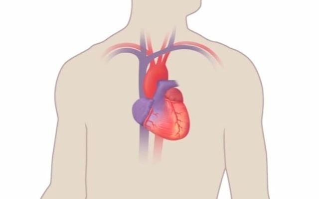 A human heart, illustrative (YouTube screenshot)