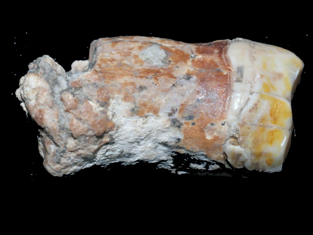 The Neanderthal tooth found at ‘Ein Qashish, on the banks of the Qishon stream in northern Israel. (Erella Hovers, courtesy of the Hebrew University of Jerusalem)