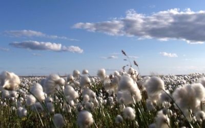 Cotton field (CC BY Mike Beauregard, Flickr)