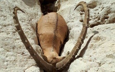 A dead ibex found on July 15, 2017, following the collapse of an evaporation pond wall that released toxic waste water into the Ashalim stream in southern Israel. (Israel Nature and Parks Authority)
