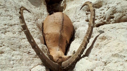 A dead ibex found in Nahal Ashalim on July 15, 2017. (Nature and Parks Authority)
