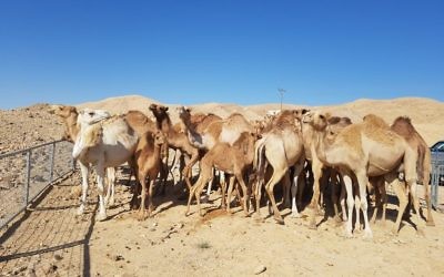 Untended camels rounded up in the south of Israel on July 9, 2017. (Agriculture Ministry)