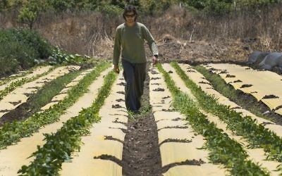 Dotan Goshen, the owner of a bio-farm in the kibbutz of Hama'apil, in central Israel, walks between rows of vegetables at his organic fruit and vegetable farm on May 8, 2017 (AFP PHOTO / JACK GUEZ)