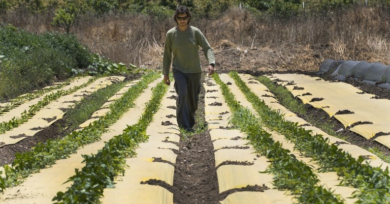 Organic farming jobs in israel