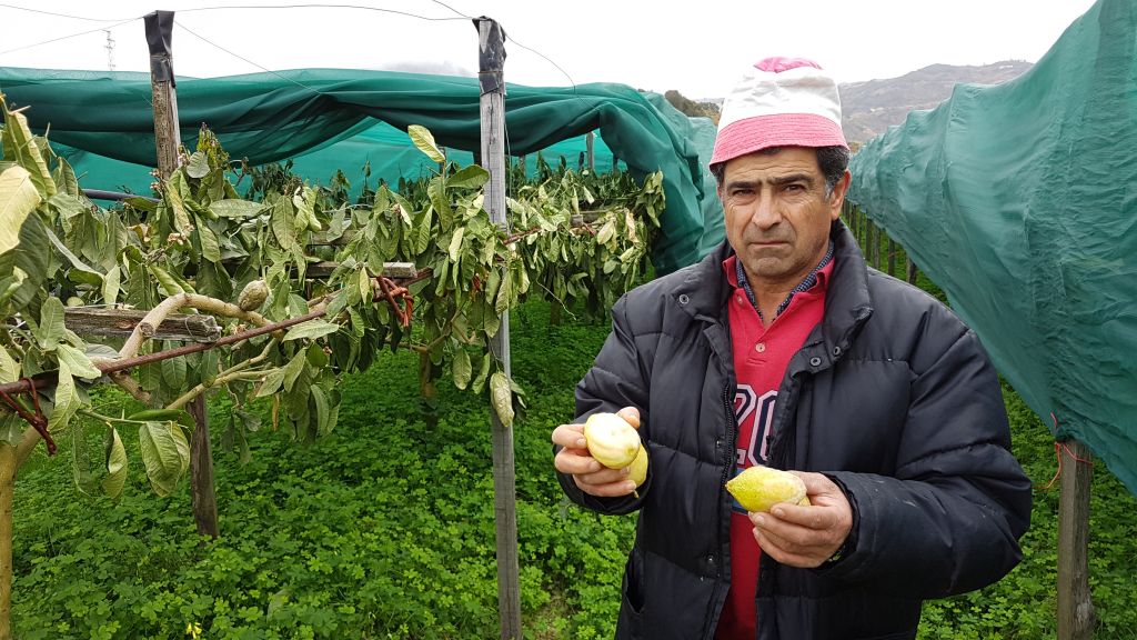 Why are Asian Jews importing etrogs on Sukkot even though their ...