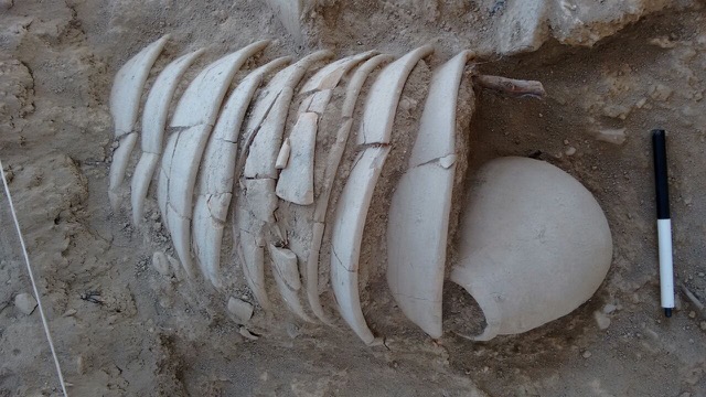 Pottery shards found at the 2016 el-Araj excavation at Bethsaida (courtesy of Dr. Mordechai Aviam)