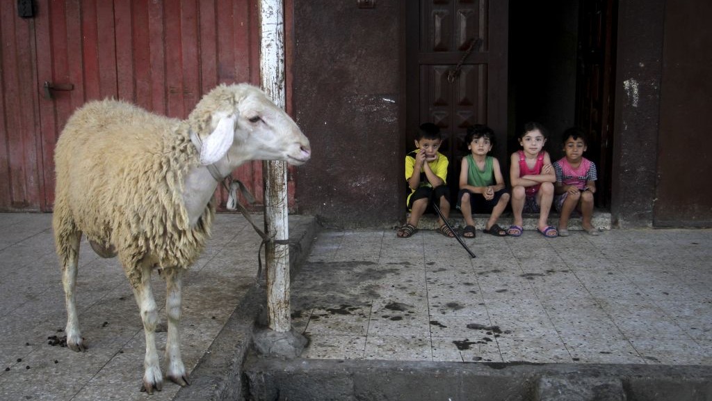 Palestinian kids sit near a sheep to be used in an Eid al-Adha sacrifice in Gaza City on September 12, 2016. (Abed Rahim Khatib/Flash90)