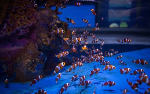 Dozens of clown fish populate one of the tanks in the Jerusalem aquarium (Hadas Parush/Flash 90)