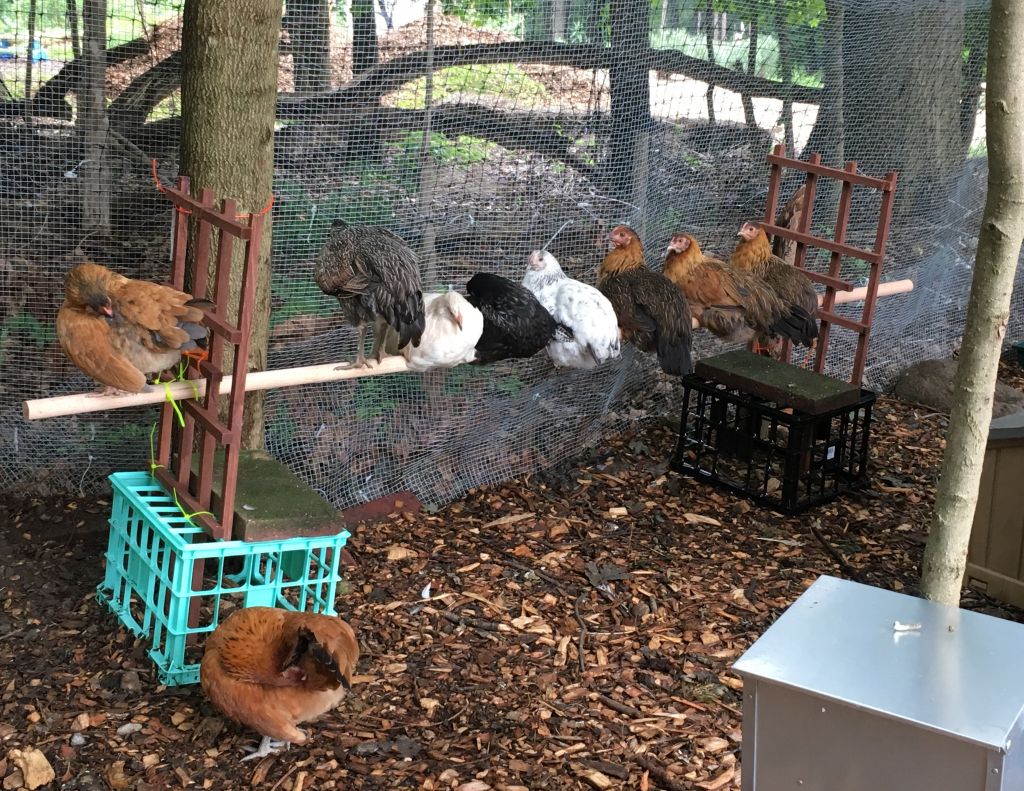 The 'minyan' of chickens at Congregation Sons of Israel farm. (Courtesy)