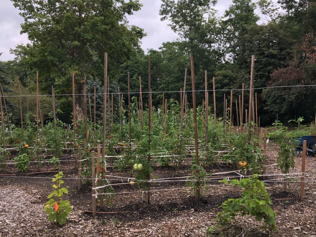 Tomatoes ripening on the vine at Congregation Sons of Israel farm. (Courtesy)