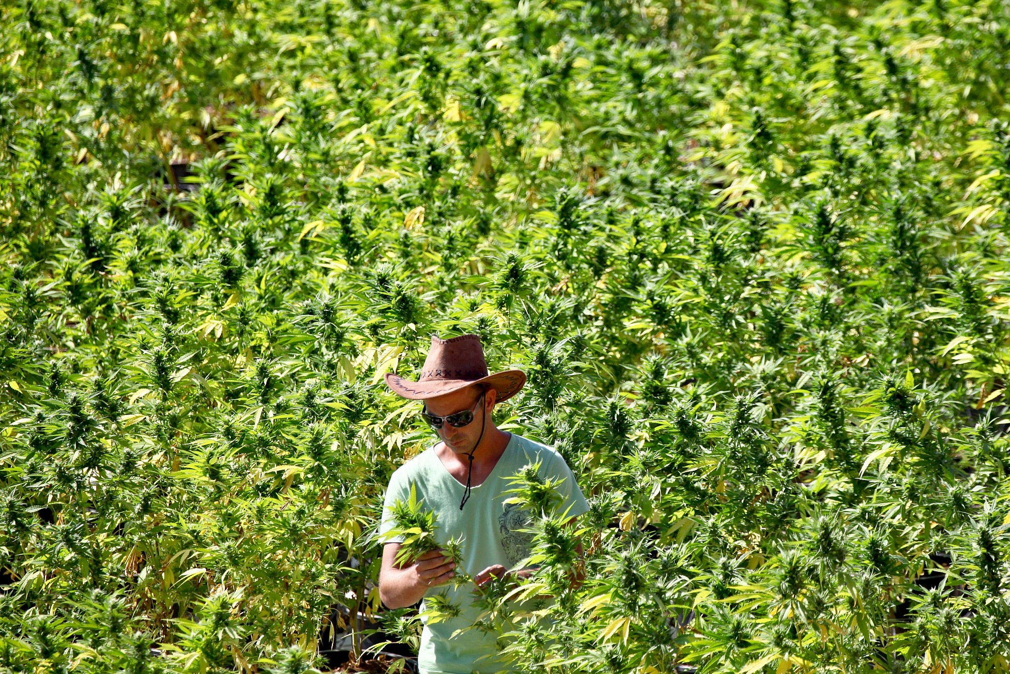 Image result for marijuana farm