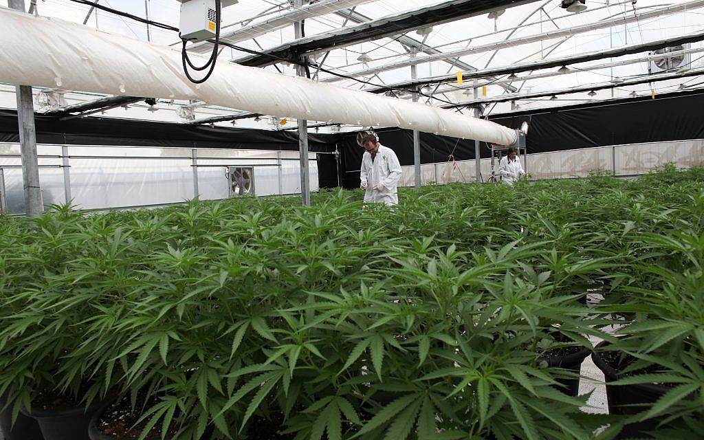 One of the greenhouses at Breath of Life Pharma near Beit Shemesh, where producers are anticipating the passage of a law that would allow them to export medical cannabis. (Courtesy)