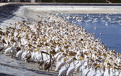 Great white pelicans gather at a reservoir in Mishmar HaSharon north of Tel Aviv on October 11, 2017. (AFP PHOTO / JACK GUEZ)
