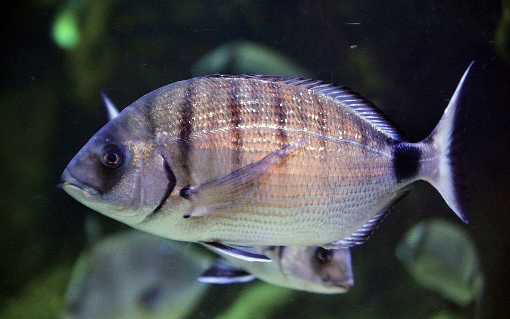 Diplodus sargus, also known as sargo, is a species of seabream at the heart of the 'biting fish' phenomenon (Marrabbio2 / Wikipedia)