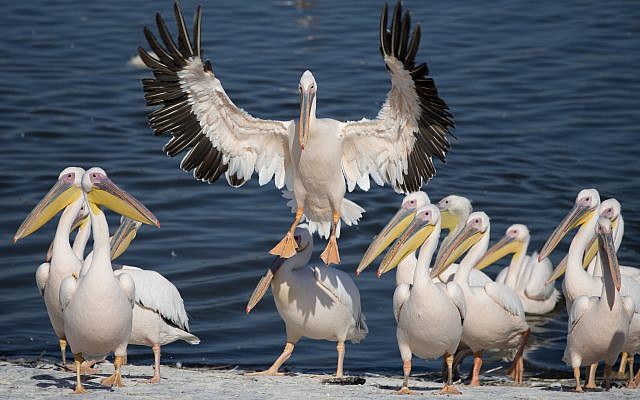 In this photo taken on October 15, 2017, a Great White Pelican prepares to land in the Mishmar HaSharon reservoir in the Hefer Valley, central Israel. (AP Photo/Ariel Schalit)
