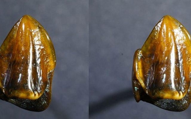 9.7 million year-old fossilized teeth found in a former bed of the Rhine river (Mainz Natural History Museum)