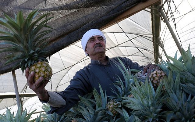 A Palestinian man holds a pineapple during a harvest at a farm in Khan Yunis, in the southern Gaza Strip on November 9, 2017. (Said Khatib/AFP)