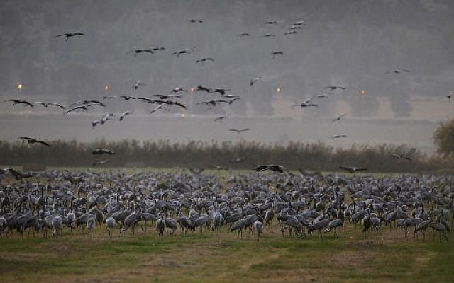 Gray Cranes at the Agmon Hula Lake in the Hula Valley in northern Israel, November 16, 2017. (AFP Photo/Menahem Kahana)