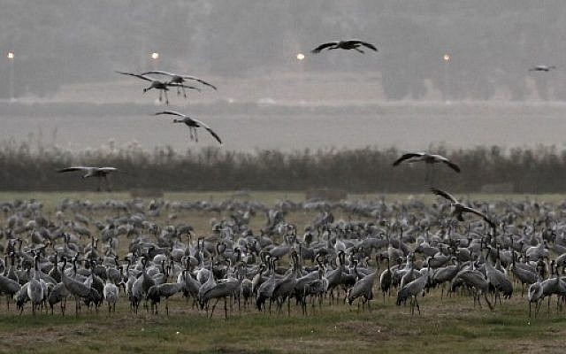 Gray Cranes at the Agamon Hula Lake in the Hula valley in northern Israel, November 16, 2017. (AFP Photo/Menahem Kahana)