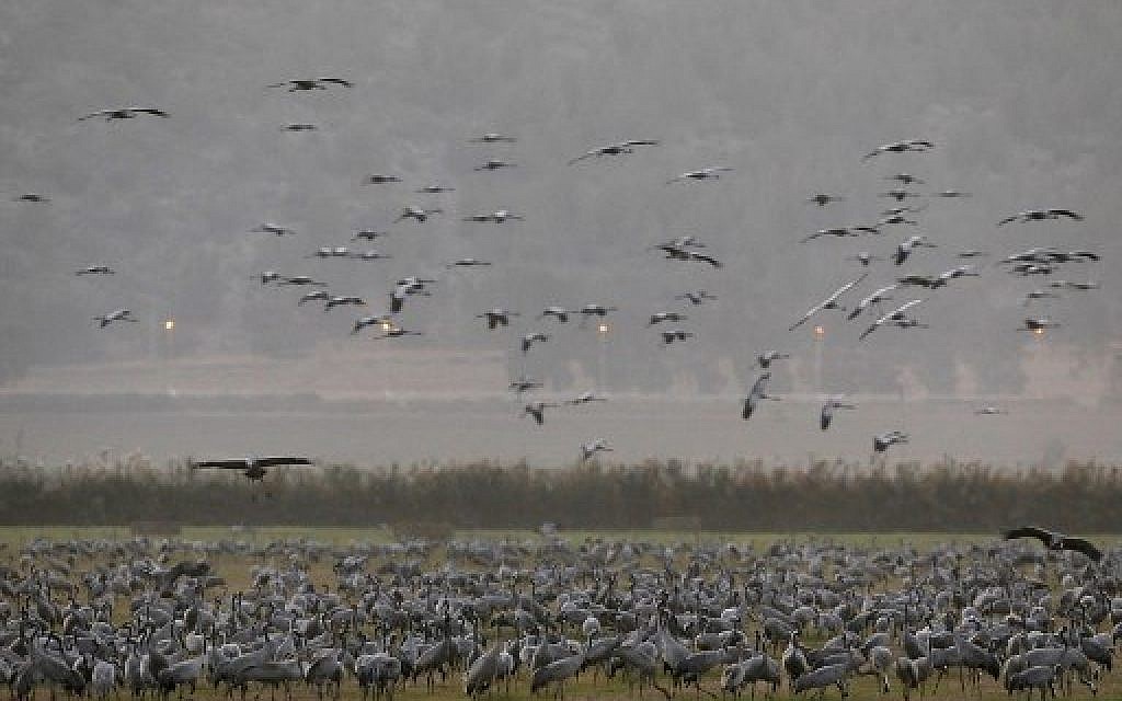 Migrating Gray Cranes at the Agmon Hula Lake in the Hula Valley in northern Israel, November 16, 2017. (AFP Photo/Menahem Kahana)