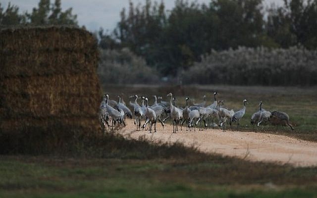 Gray Cranes at the Agamon Hula Lake in the Hula valley in northern Israel, November 16, 2017. (AFP Photo/Menahem Kahana)