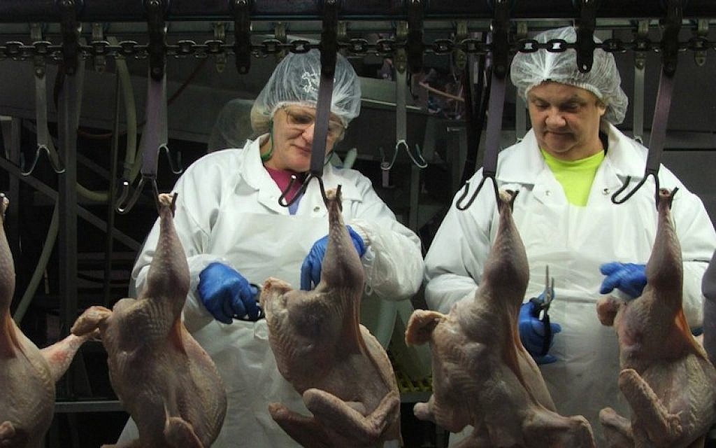 The assembly line at Empire Kosher Poultry’s plant in central Pennsylvania is the largest kosher one of its kind in America, with 240,000 chickens and 27,000 turkeys passing through every week. (Uriel Heilman/JTA)