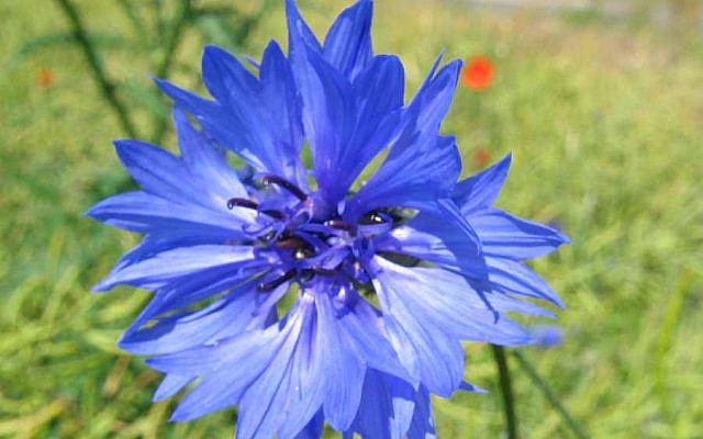 A blue cornflower, a symbol long associated with Nazism in Austria. (CC BY-SA 3.0, Kristian Peters, Wikipedia)