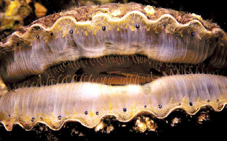 Study: Scallops haʋe 200 eyes which function like telescope | The Tiмes of Israel