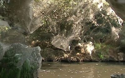 Screen capture from video of spider webs covering trees along the Soreq Creek near Jerusalem, November 2017. (YouTube)