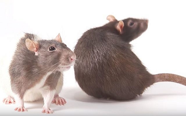 Rats, illustrative photo (YouTube screen capture)