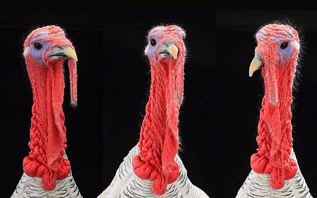 Illustrative photo of turkeys (bazilfoto; iStock by Getty Images)