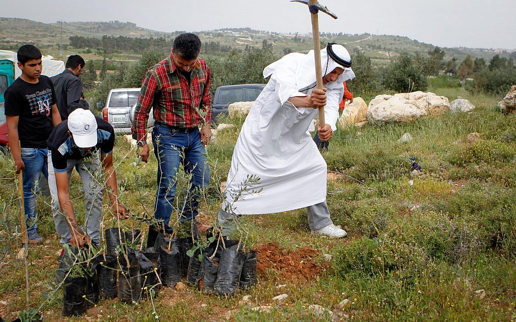 Illustrative: Palestinian officials along with Israeli and International peace activists plant trees near Beit Al Baraka compound as part of a protest against the land being taken over by Israeli settlers on April 9, 2016. (Wisam Hashlamoun/Flash90)