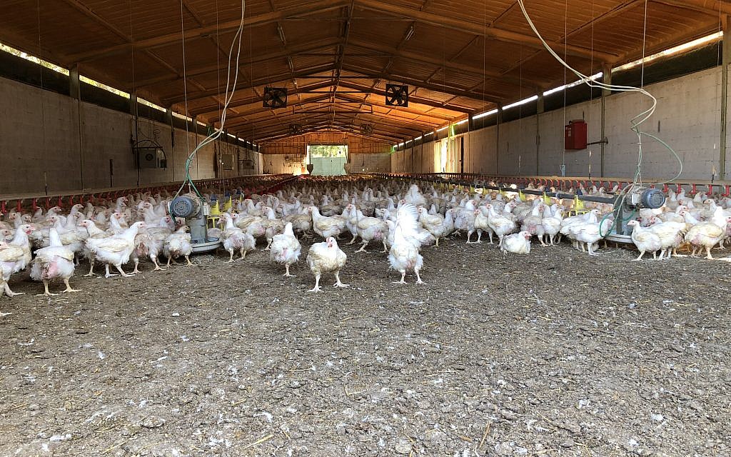 Free range chickens on a farm. (Jessica Steinberg/Times of Israel)