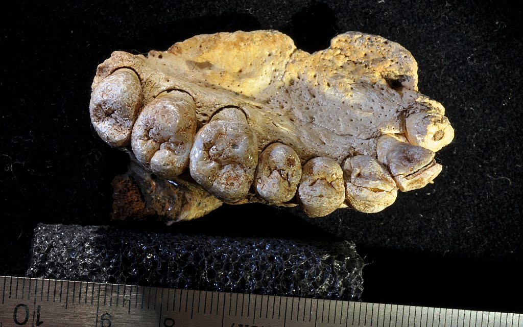 High resolution image of 177,000 to 194,000-year-old Misliya 1 maxilla (Gerhard Weber, University of Vienna, Austria)